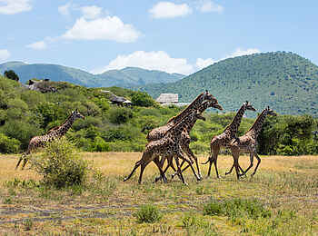 Ol Donyo Lodge: Giraffen Ol Donyo Lodge: Giraffen