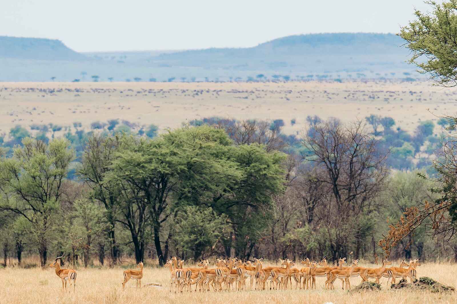 Ole Serai Luxury Camp - Kogatende: Eine Herde Impala Ole Serai Luxury Camp - Kogatende: Eine Herde Impala