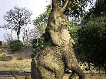 Ruckomechi Camp: Elefant bei der Ernte Ruckomechi Camp: Elefant bei der Ernte