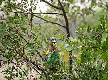 Sable Alley Camp: Goldbugpapagei