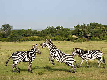 The Sambuk Suite at Mara Nyika Camp: Zebas vor dem Camp The Sambuk Suite at Mara Nyika Camp: Zebas vor dem Camp
