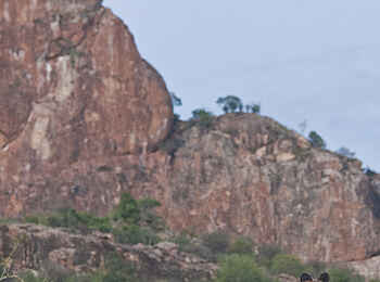 Saruni Samburu: Wildhund genießt die Aussicht