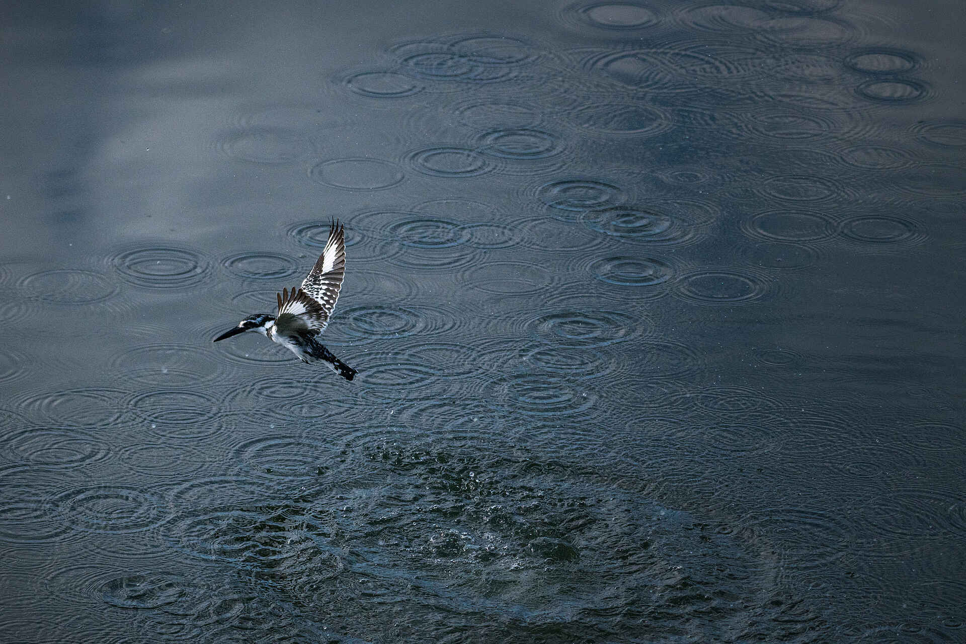 Sindabezi Island Camp: Ein Kingfisher
