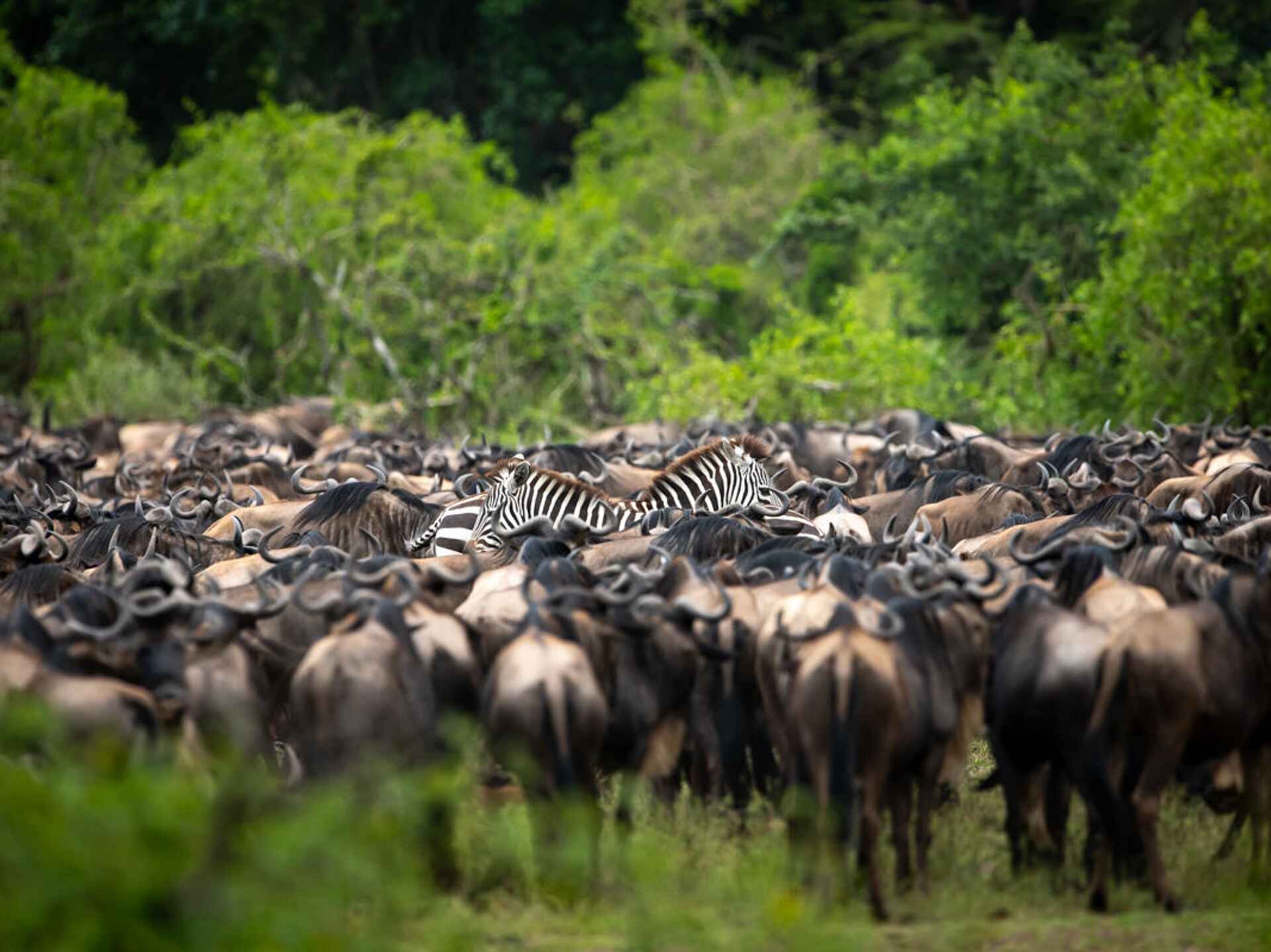 Singita Sasakwa: Gnus und Zebras