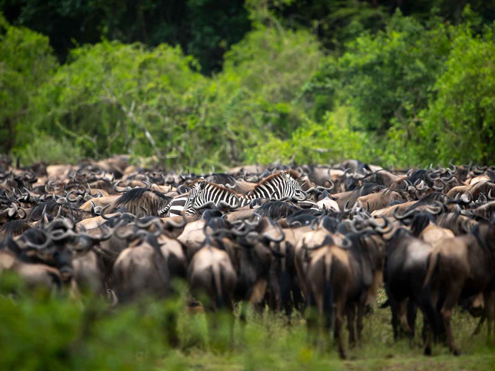 Singita Sasakwa: Gnus und Zebras Singita Sasakwa: Gnus und Zebras