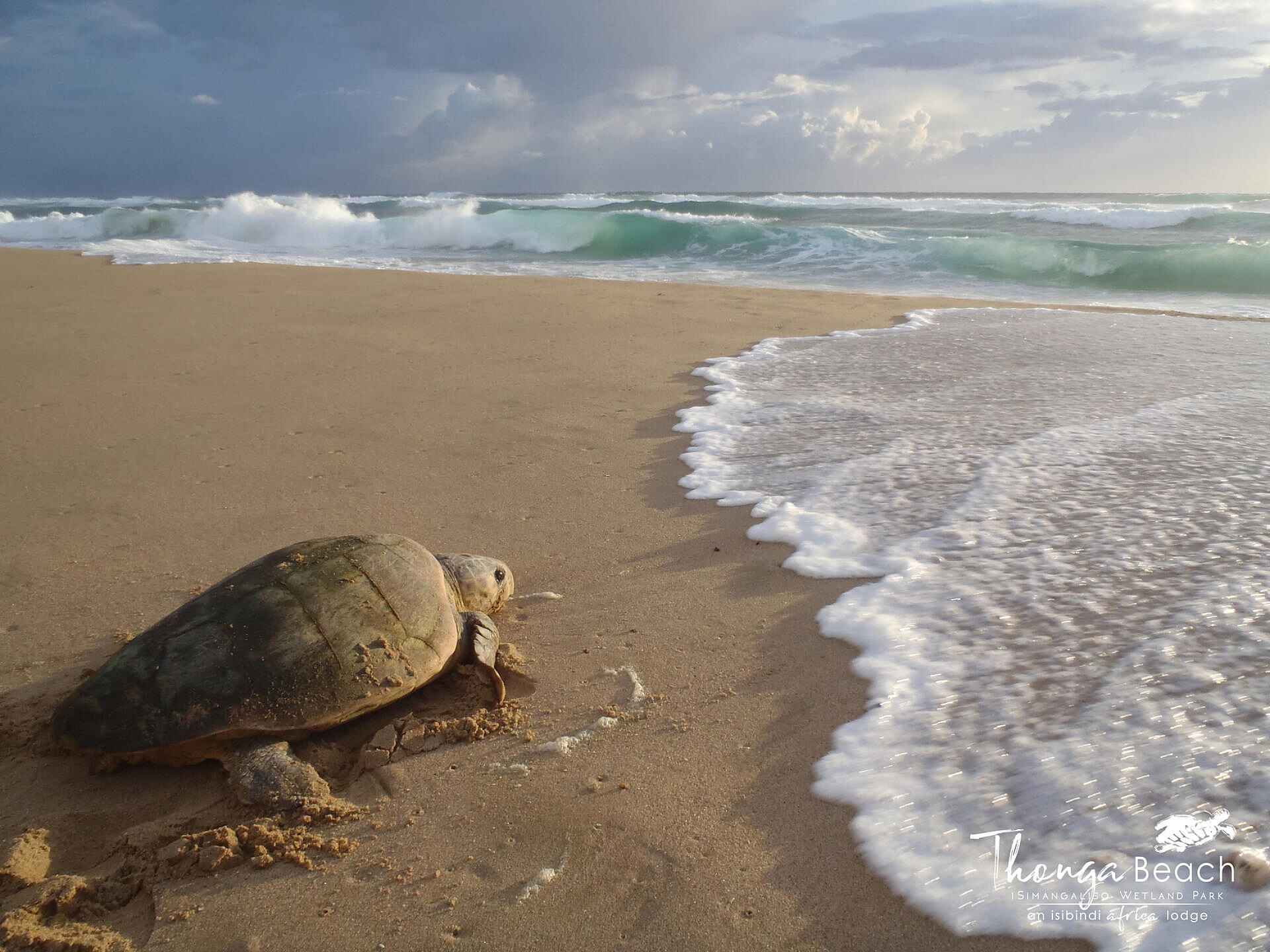Thonga Beach Lodge: Schildkröte auf dem Weg ins Meer