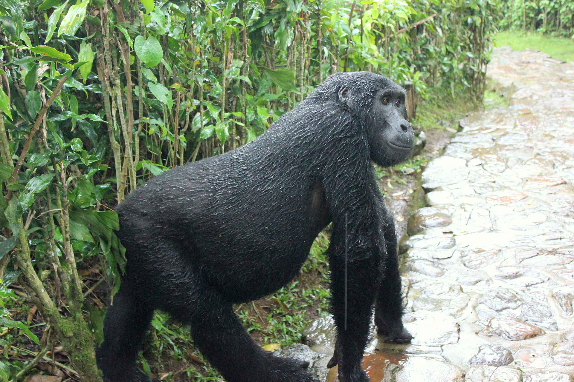 Volcanoes Bwindi Lodge: Ein Gorilla auf dem Lodgegebiet