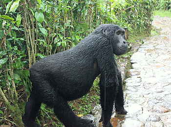 Volcanoes Bwindi Lodge: Ein Gorilla auf dem Lodgegebiet