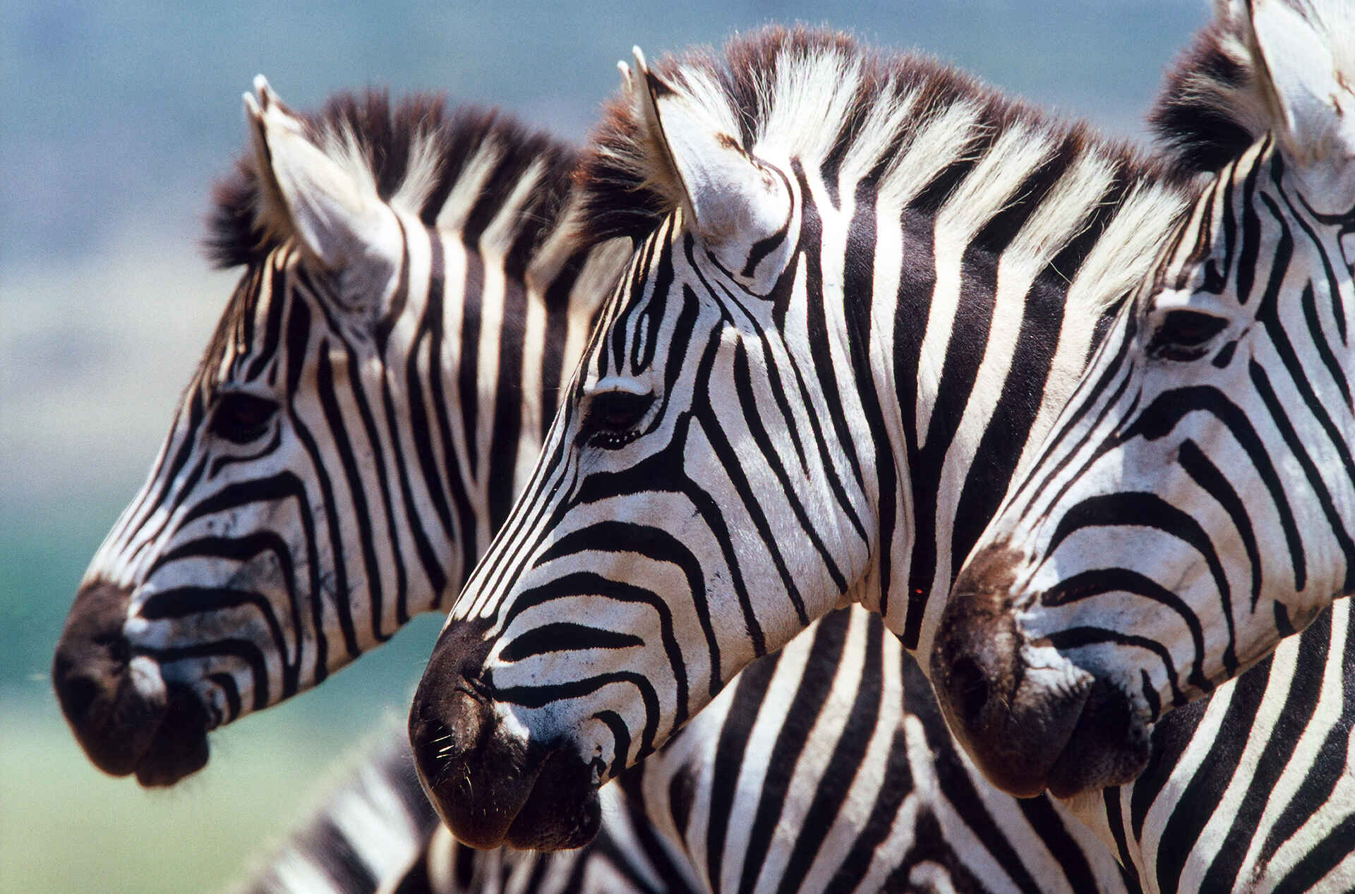 Zebras