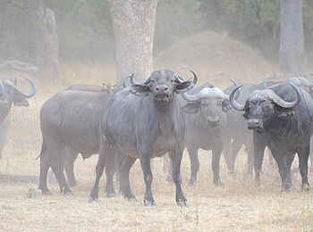Chitake Tented Camp: Büffelherde
