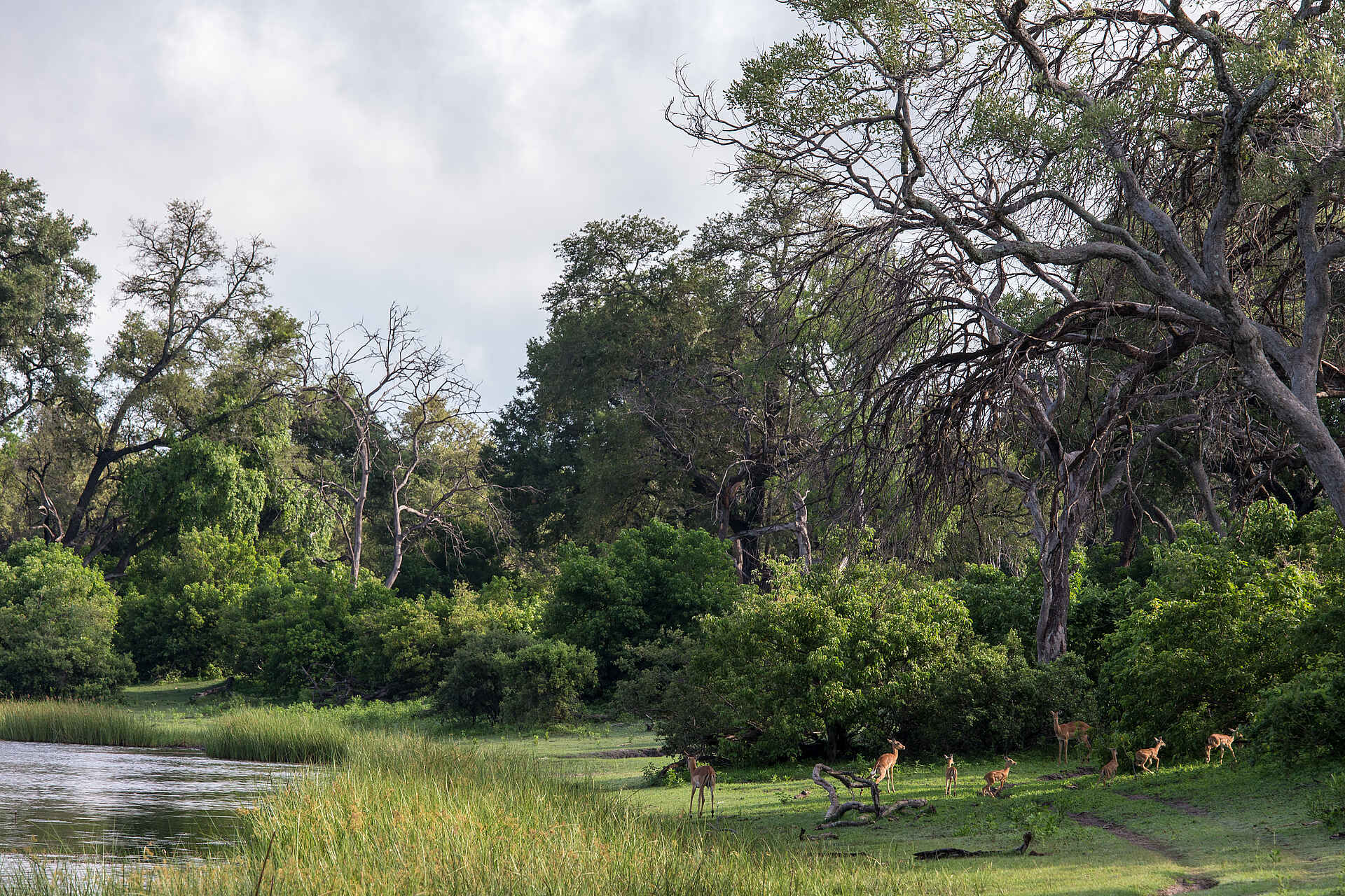 Linyanti Tented Camp, Linyanti-Konzession, Linyanti-Sümpfe, Wilderness Safaris, Impala, Landschaft, Aktivitäten, Game Drive, Tiere, Adventure Camp