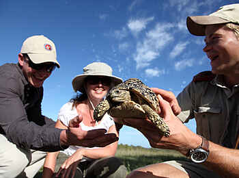 MalaMala Sable Camp: Schildkröte