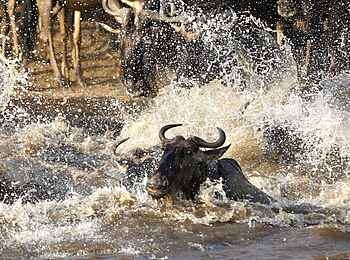 Olare Mara Kempinski: Schwimmendes Gnu