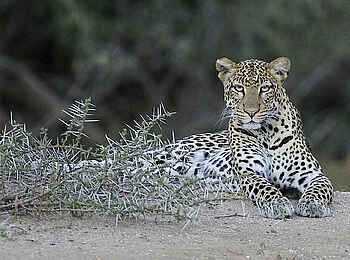 Sarara Tree: Leopard Sarara Tree: Leopard
