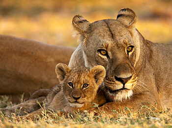 Selinda Camp: Löwenjunges mit Mutter
