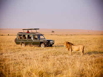 Sentinel Mara Camp: Löwe