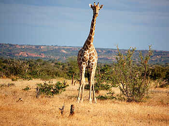 Tuli Safari Lodge Mashatu: Giraffe vor Tuli-Landschaft