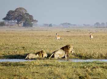 Busanga Bush Camp: Löwen im Wasser Busanga Bush Camp: Löwen im Wasser