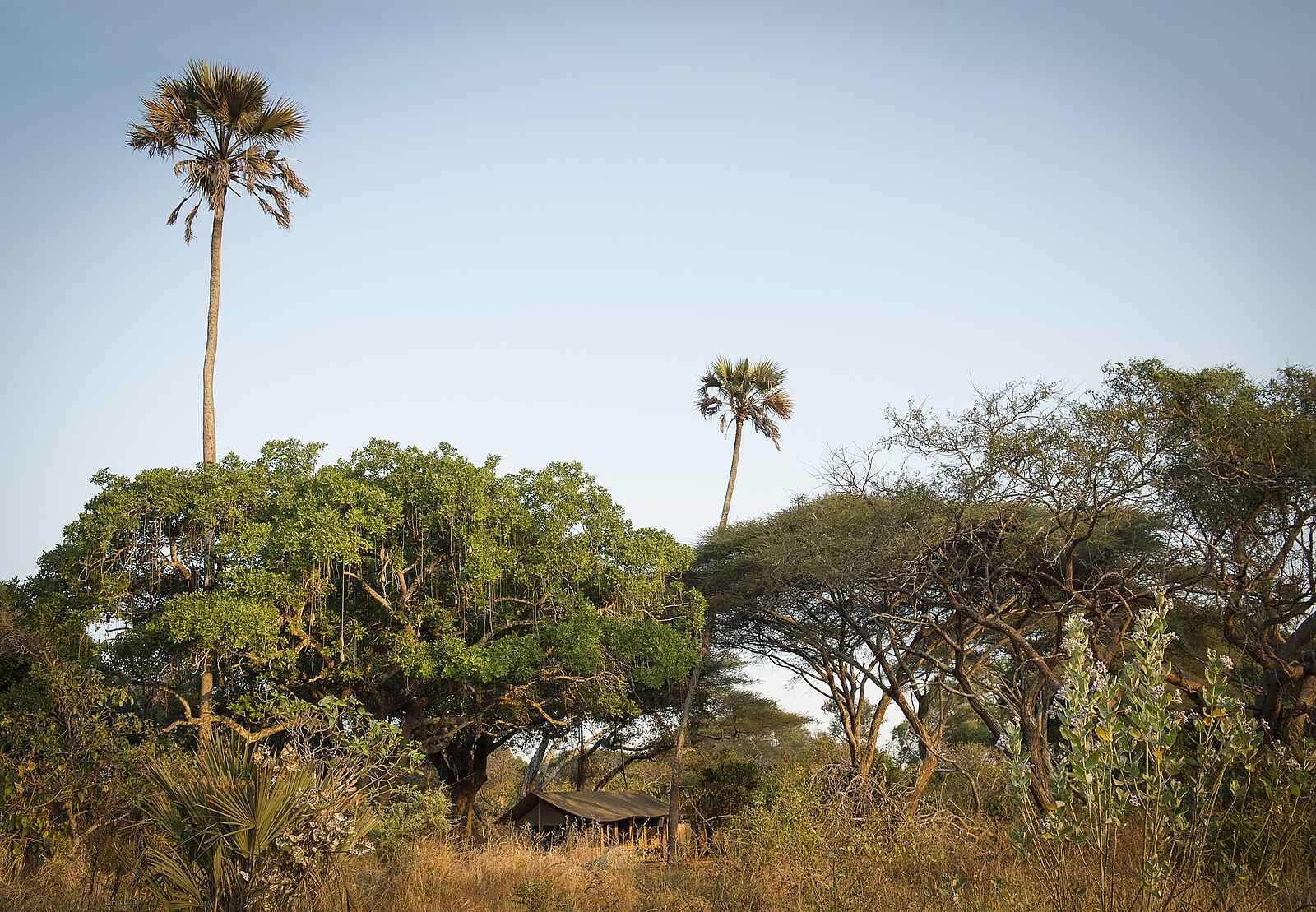 Chada Katavi Camp: Bäume unter blauem Himmel Chada Katavi Camp: Bäume unter blauem Himmel