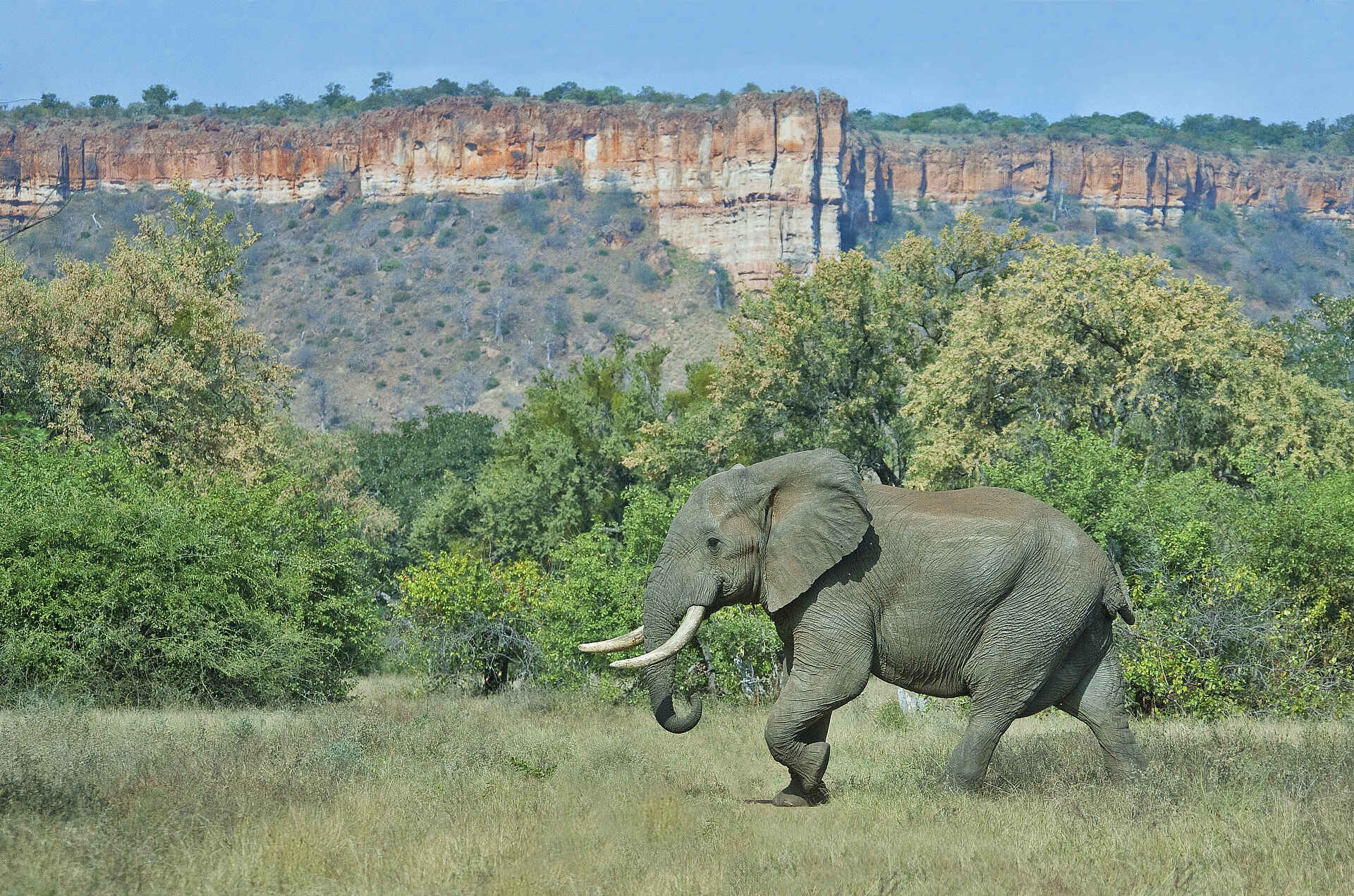 Chilo Gorge Safari Lodge: Elefant vor den Chilojo Cliffs