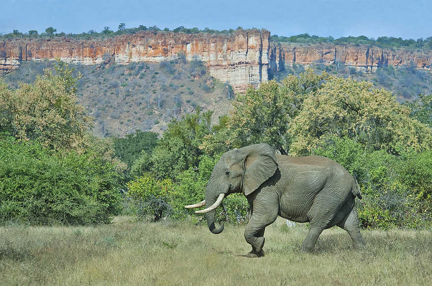 Chilo Gorge Safari Lodge: Elefant vor den Chilojo Cliffs Chilo Gorge Safari Lodge: Elefant vor den Chilojo Cliffs