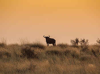 Desert Homestead Outpost: Büffel am Horizont