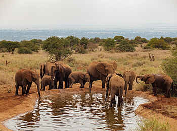 Elephant Gorge Camp: Elefanten beim trinken