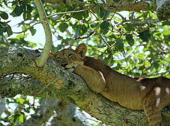 Enjojo Lodge: Schlafende Löwin