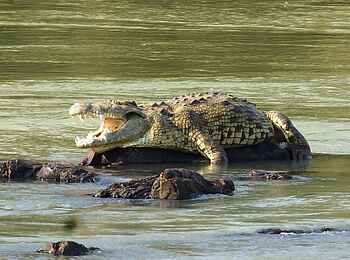 Epupa Falls Lodge: Ein Krokodil im Kunene River