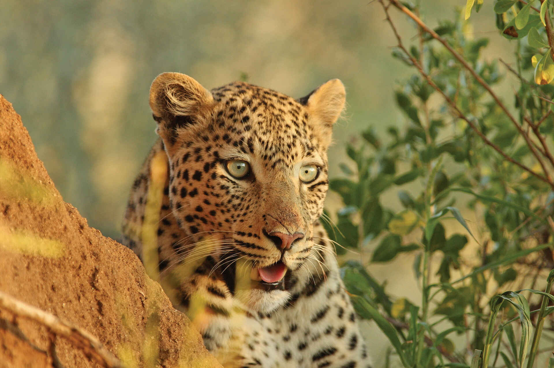 Erindi Game Reserve: Leopard Erindi Game Reserve, Game Drive, Old Traders Lodge, Pirschfahrt, Katze, Leopard, afrikarma, afrikarma safaris, afrikarma.de