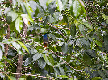 Gibbs Farm: Bunter Vogel im Gebüsch