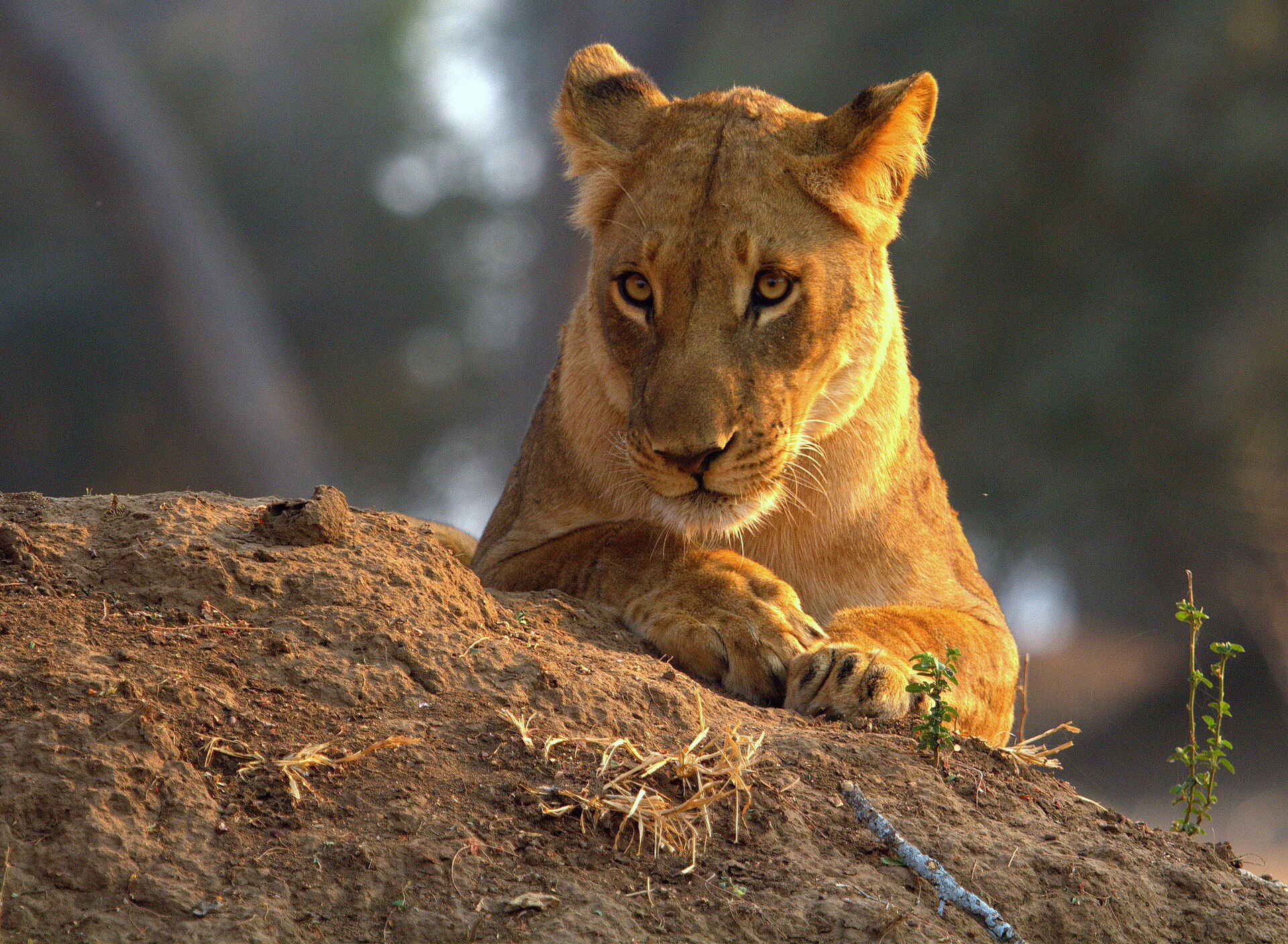 Canoe Safari, Goliath Safaris, Goliath Tented Camp, Kanu-Safari, Mana Pools National Park, Sambesi, Samebsi-Tal, Stretch Ferreira, Zambezi, Löwin, Panthera Leo, Spice Girl, Walking Safari, Afrikarma, Afrikarma Safaris, Afrikarma Safaris - Wildnis. Hautnah., Afrikarma.de