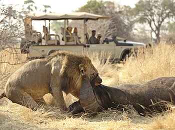 Ikuka Safari Camp: Löwe frißt seine Beute vor den Augen einiger Safariteilnehmer
