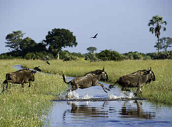 Jacana Camp: Gnus im Wasser Jacana Camp: Gnus im Wasser