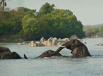 KaingU Safari Lodge: Schwimmende Elefanten
