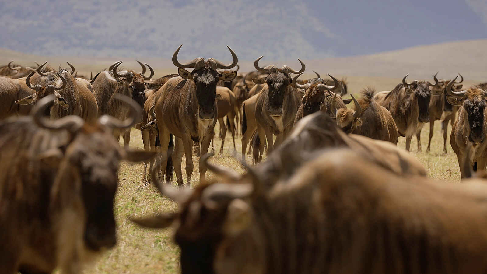 Laba Ngorongoro Lodge: Eine Gnu Herde Laba Ngorongoro Lodge: Eine Gnu Herde