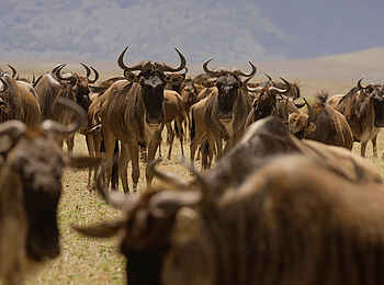 Laba Ngorongoro Lodge: Eine Gnu Herde Laba Ngorongoro Lodge: Eine Gnu Herde
