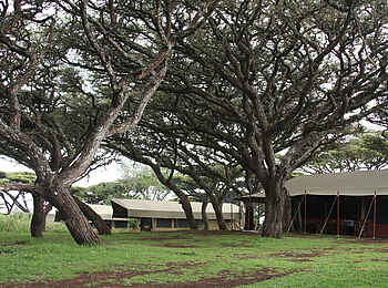 Lemala Ngorongoro: Camp unter Bäumen Lemala Ngorongoro: Camp unter Bäumen