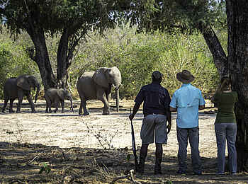 Little Ruckomechi Camp: Elefantenbegegnung auf Walking Safari