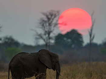 Luambe Camp: Ein afrikanischer Steppenelefant vor der untergehenden Sonne Luambe Camp: Ein afrikanischer Steppenelefant vor der untergehenden Sonne