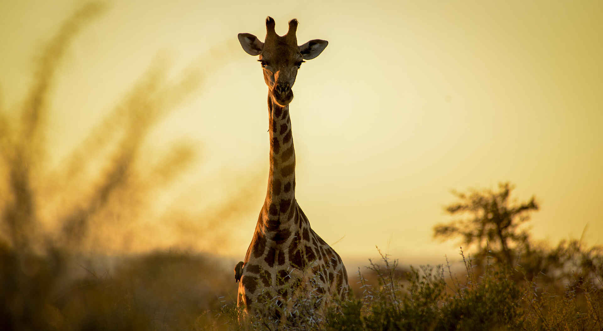 Madikwe Safari Lodge Kopano: Giraffe