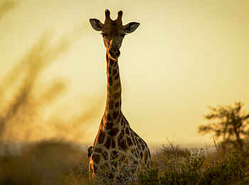 Madikwe Safari Lodge Kopano: Giraffe