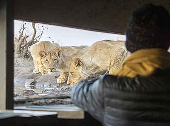 Mashatu Euphorbia Villas: Im Hide
