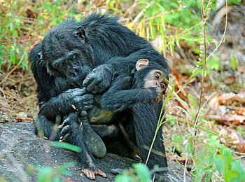 Mbali Mbali Mahale Lodge: Beim Lausen
