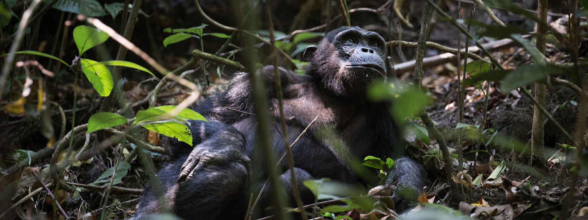 Mbali Mbali Mahale Lodge: Schimpansen-Trekking Mbali Mbali Mahale Lodge: Schimpansen-Trekking