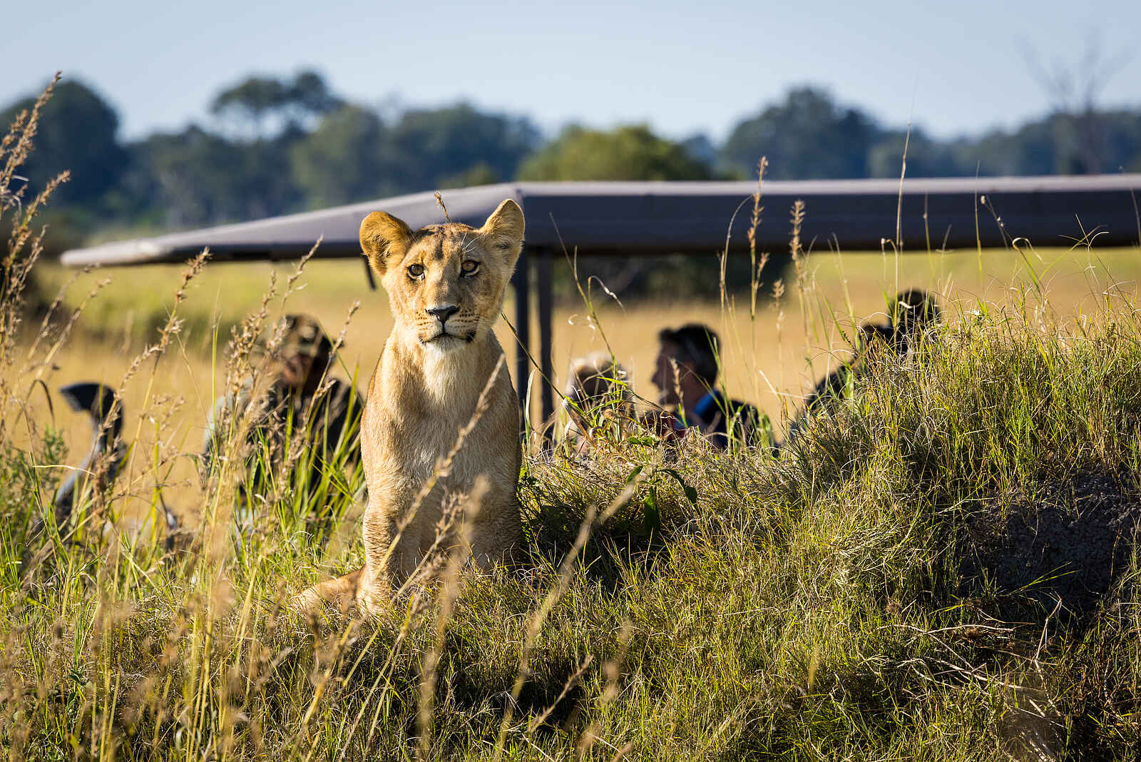Monachira Camp: Auf Pirschfahrt Monachira Camp: Auf Pirschfahrt