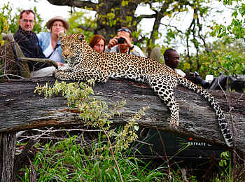 Motswari Game Lodge: Leopard in Augenhöhe