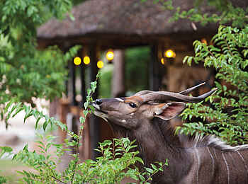 Motswari Game Lodge: Tierbegegnung im Camp