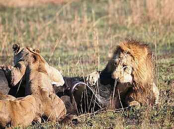 Mukambi Fig Tree Bush Camp: Löwen fressen einen erlegten Büffel