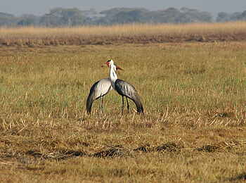 Mukambi Fig Tree Bush Camp: Zwei Kraniche